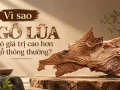  Vì sao gỗ lũa có giá trị cao hơn gỗ thông thường?