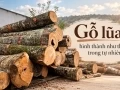 Gỗ lũa được hình thành như thế nào trong tự nhiên?