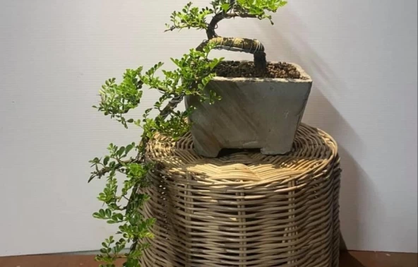 Thiết kế cây cảnh phong thủy văn phòng