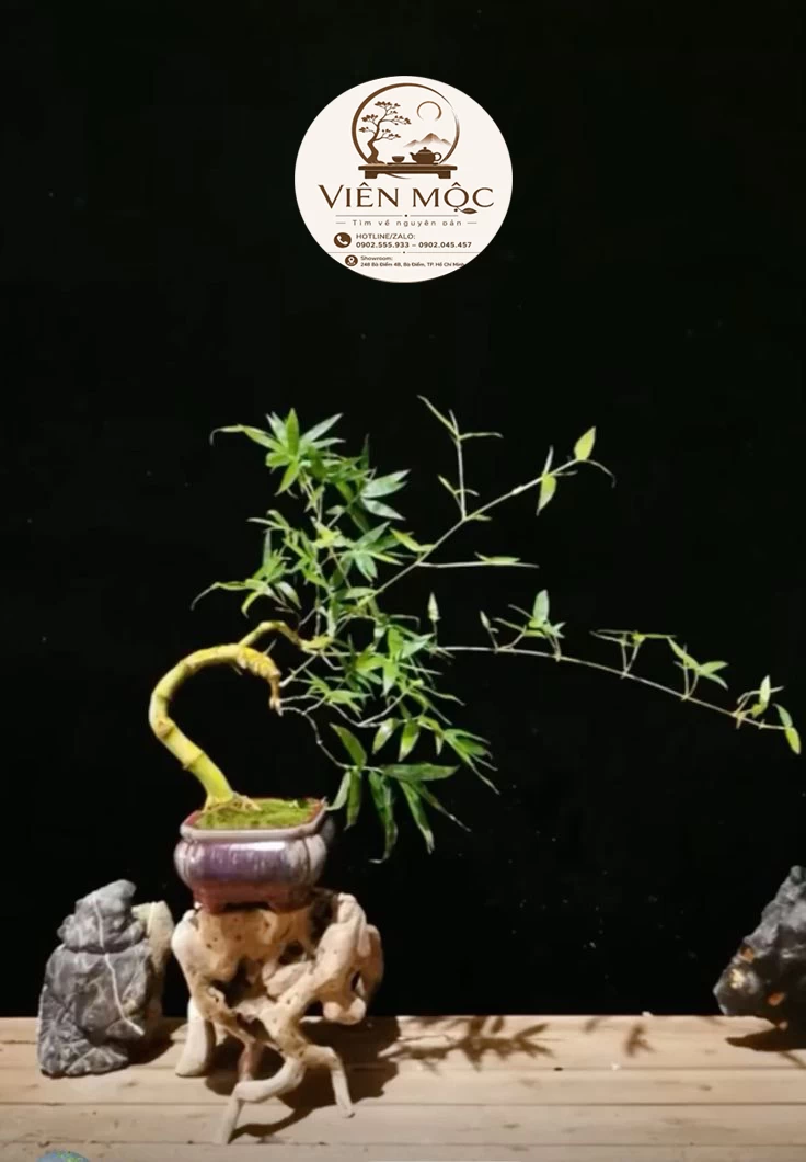 Cây muội hồng phong thủy