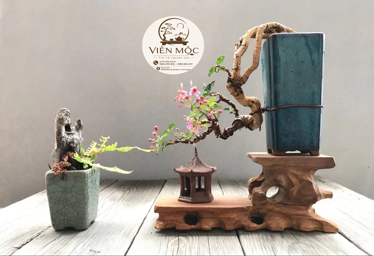 Cây muội hồng phong thủy