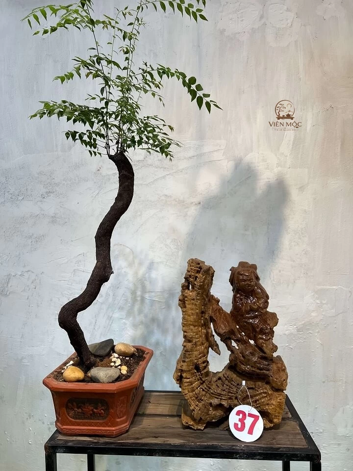 Các tác phẩm nghệ thuật từ gỗ lũa