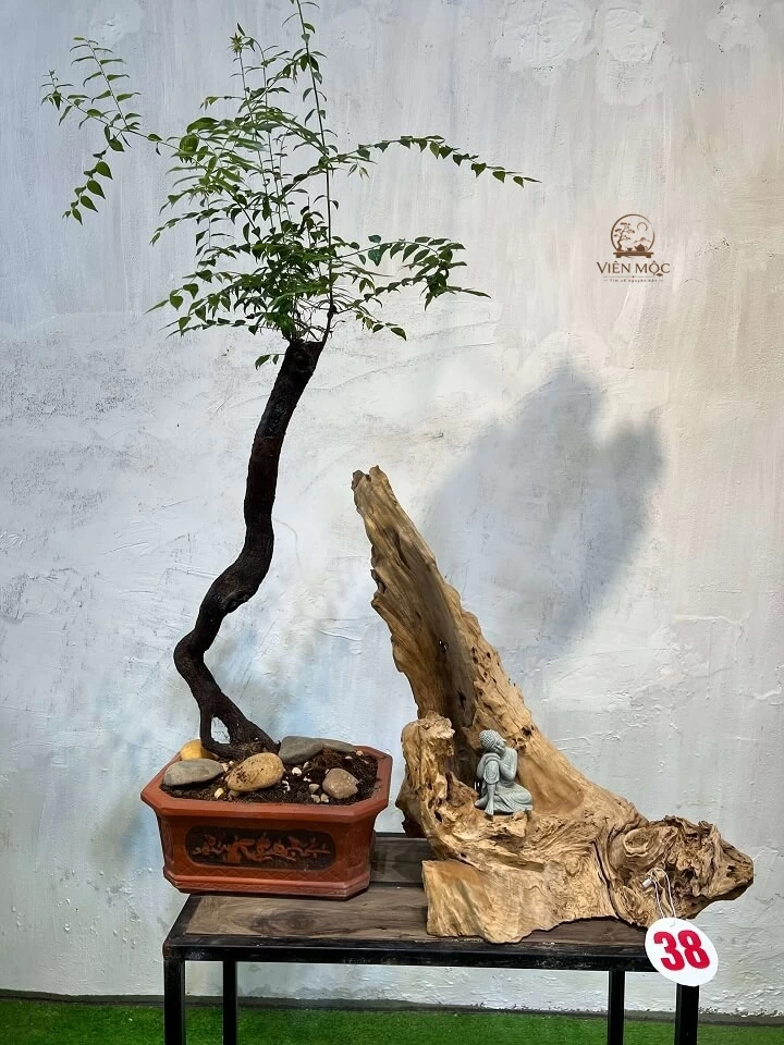 Các tác phẩm nghệ thuật từ gỗ lũa