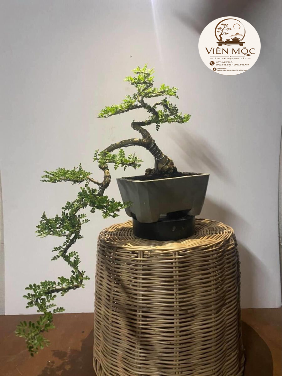 Cây muội hồng phong thủy