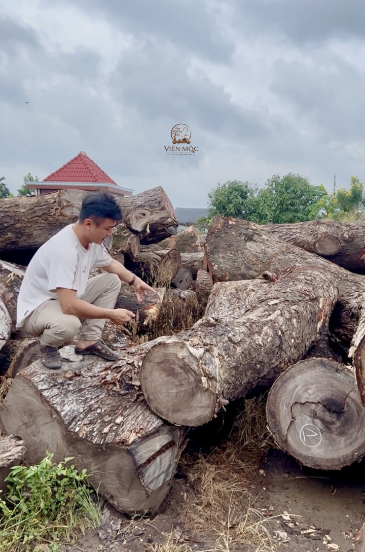 Quá trình tìm kiếm và chọn phôi gỗ