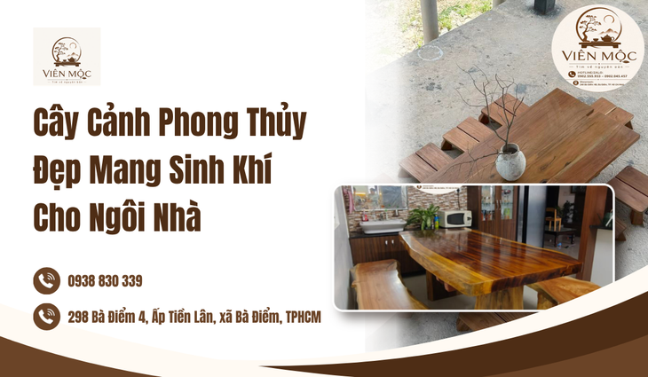 Cây Cảnh Phong Thủy Đẹp Mang Sinh Khí Cho Ngôi Nhà